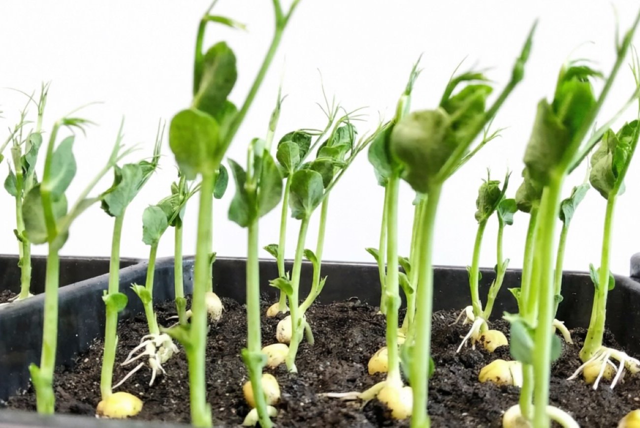 Даже просроченные семена взойдут: способы пробуждения залежавшихся запасов