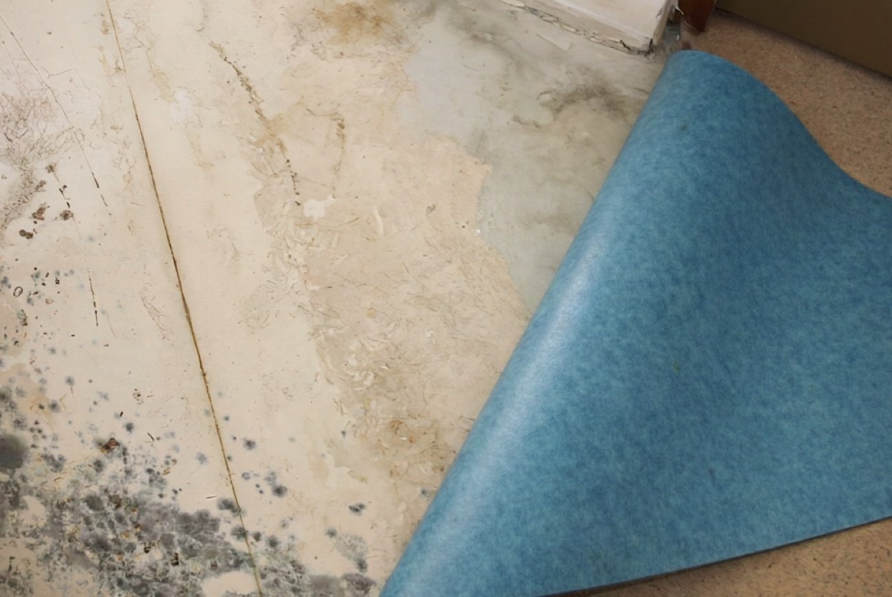 Плесень под линолеумом больше не появляется: простые советы по профилактике без вызова мастера