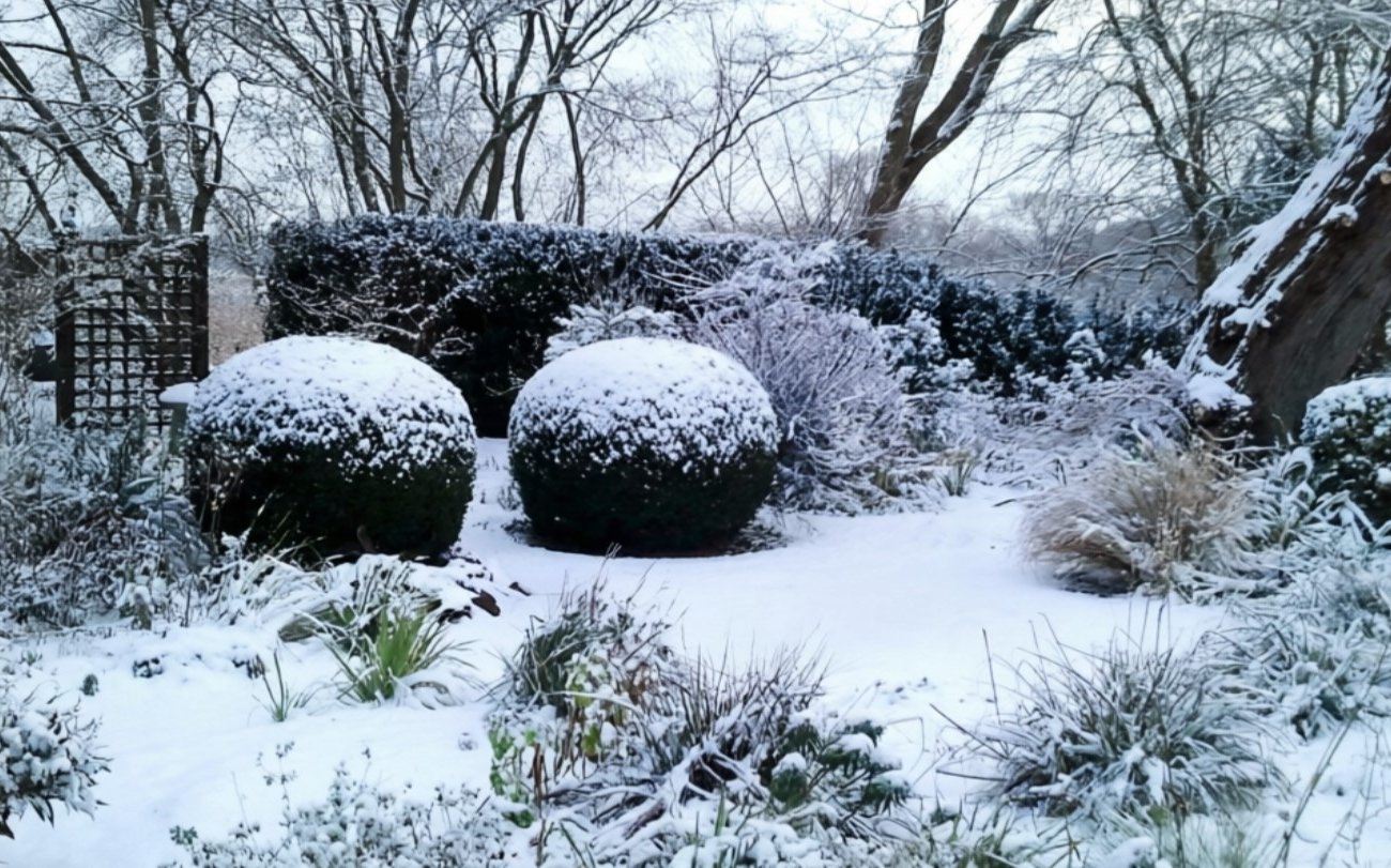 Очищать ли снег с укрытий роз в конце зимы: простая подсказка для дачников