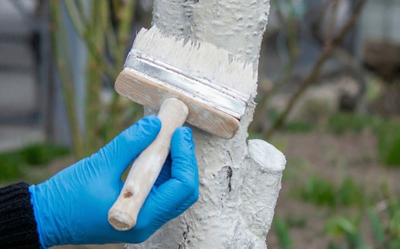 Почему опытные дачники не ждут мая для побелки деревьев: весенний секрет, который сохраняет сад