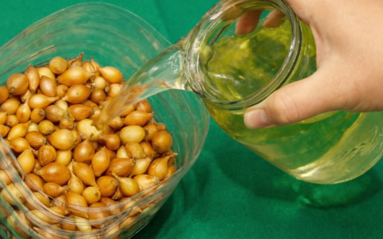 Как заставить лук расти крупным и здоровым: три рабочие хитрости без лишних затрат и усилий