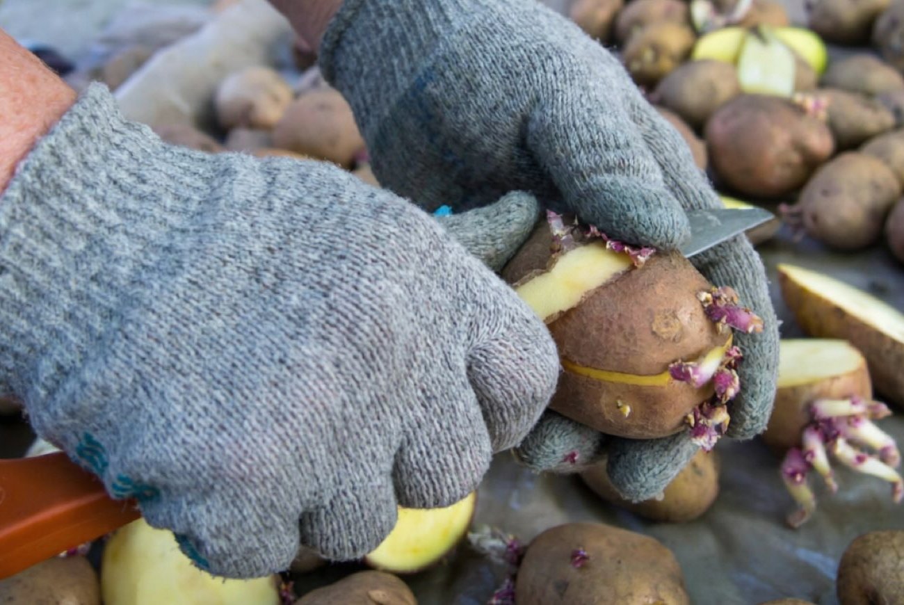 Можно ли сажать разрезанный картофель: неожиданный ответ, который удивит многих огородников