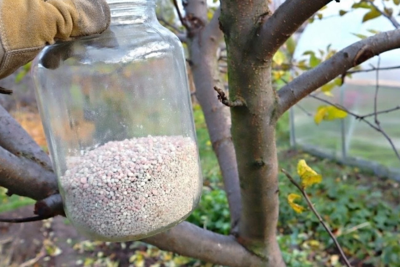 Как подкормить яблоню в марте и получить урожай, которому позавидуют соседи: дачникам на заметку