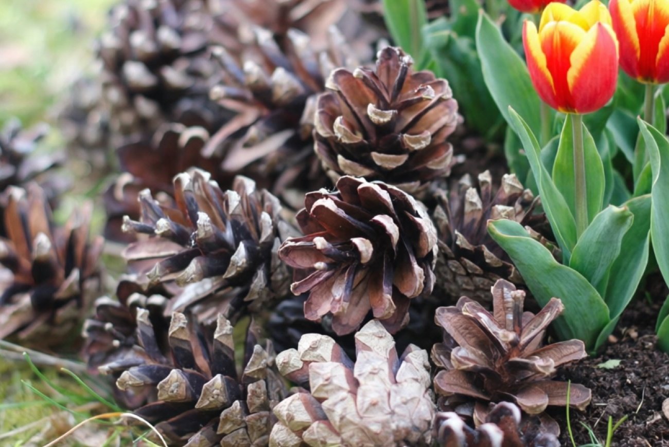 Зачем опытные огородники весной мешками тащат шишки из леса: неожиданная польза для участка Зачем опытные огородники весной мешками тащат шишки из леса: неожиданная польза для участка