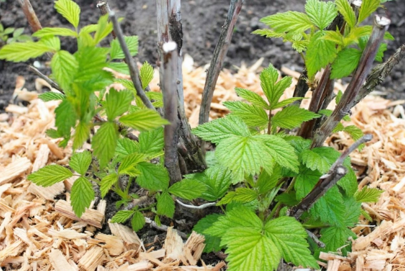 Что обязательно нужно сделать с малиной в марте, чтобы не остаться без урожая: опытные садоводы знают, а новички упускают