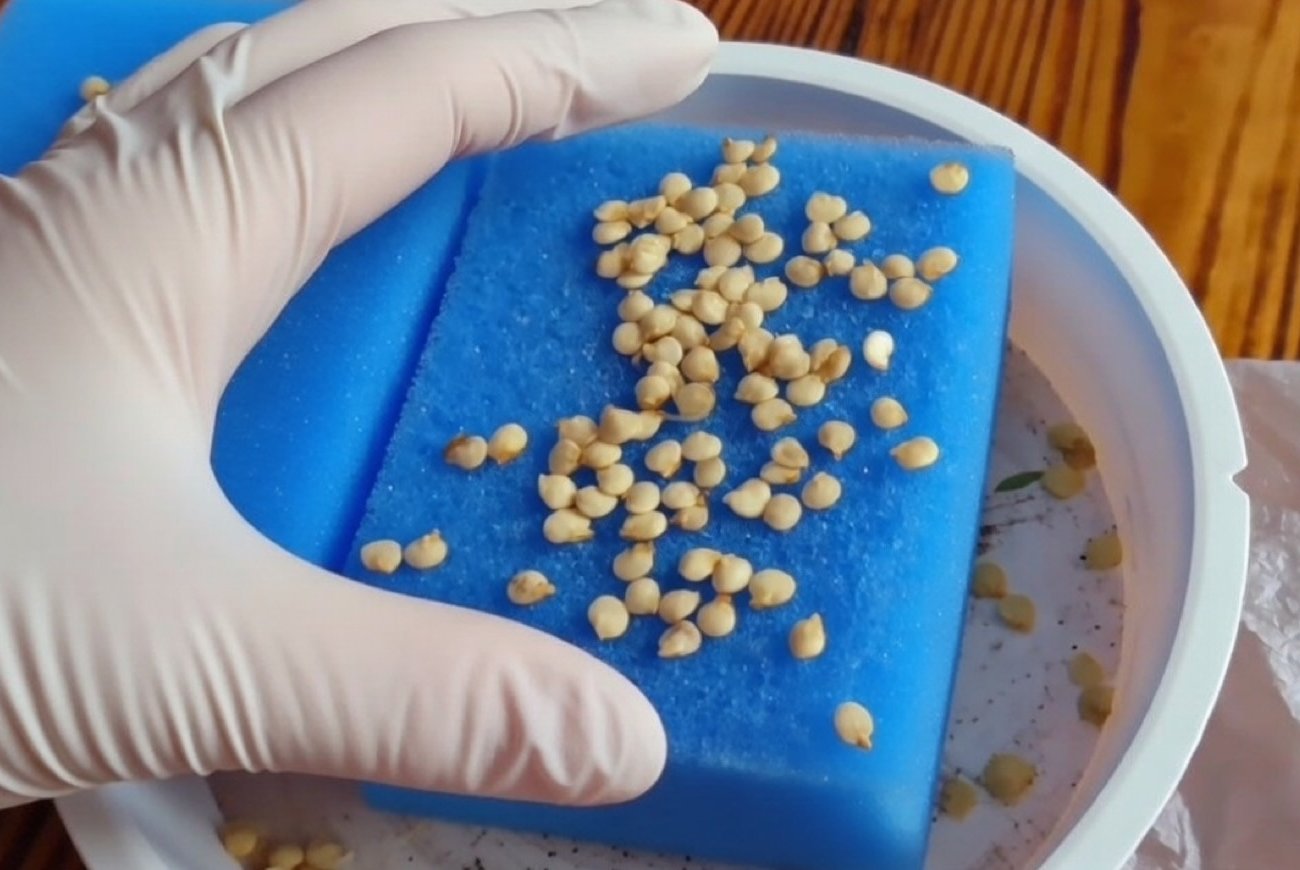 Как защитить семена перца от фитофторы без дорогой химии: варианты обработки