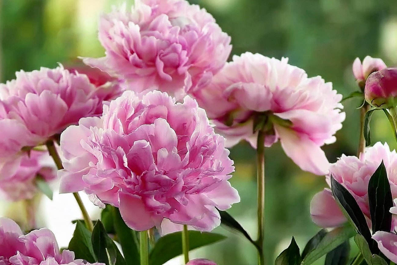Пионы будут цвести ярче радуги: проверенные способы превратить куст в фейерверк красок