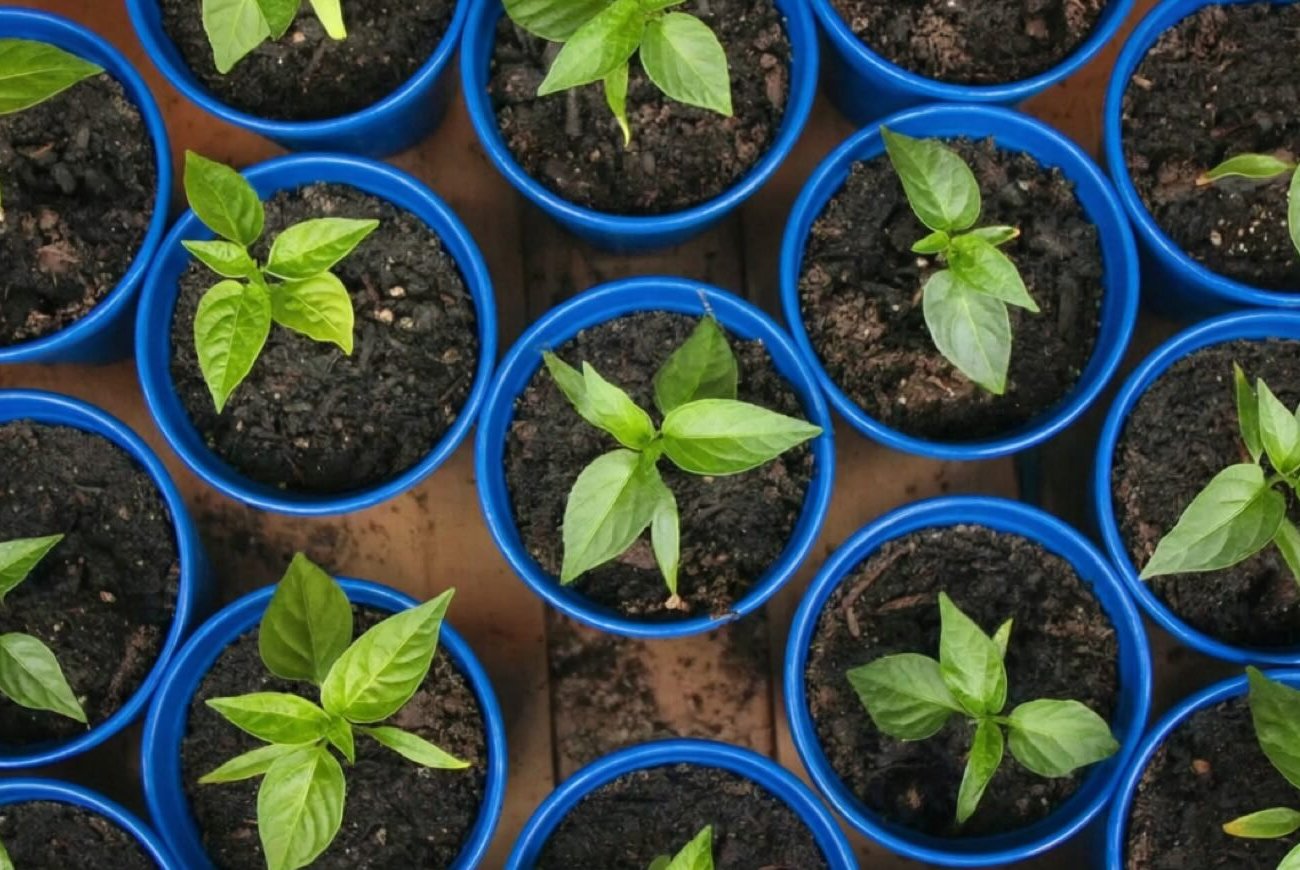 Что обязательно посеять на рассаду в марте: опытные огородники уже за работой