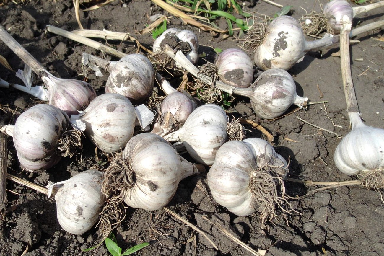 Как вырастить головки чеснока по 200 граммов: проверенный способ увеличить урожай вдвое