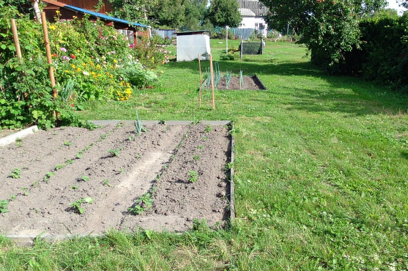 Грядка сократит полив вдвое и удержит влагу: простая хитрость поможет улучшить урожай