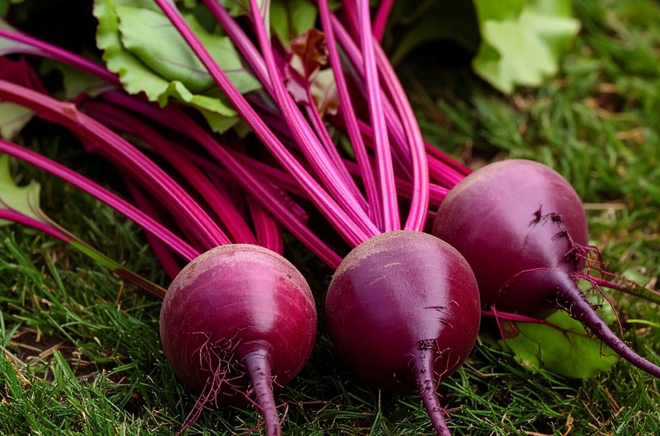 Свекла вырастет крупной и здоровой: какие сорта советуют опытные дачники