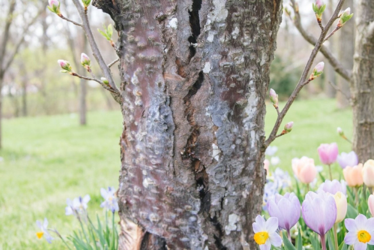 Зачем обдавать яблоню кипятком до распускания почек: агроном объяснил, от каких вредителей спасает эта процедура