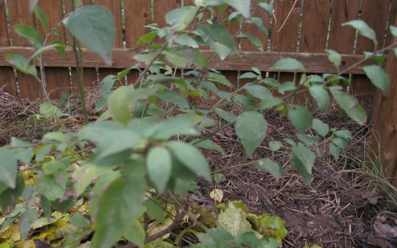 Почему поросль вишни и сливы возвращается снова и снова: четыре рабочих секрета, которые решат проблему