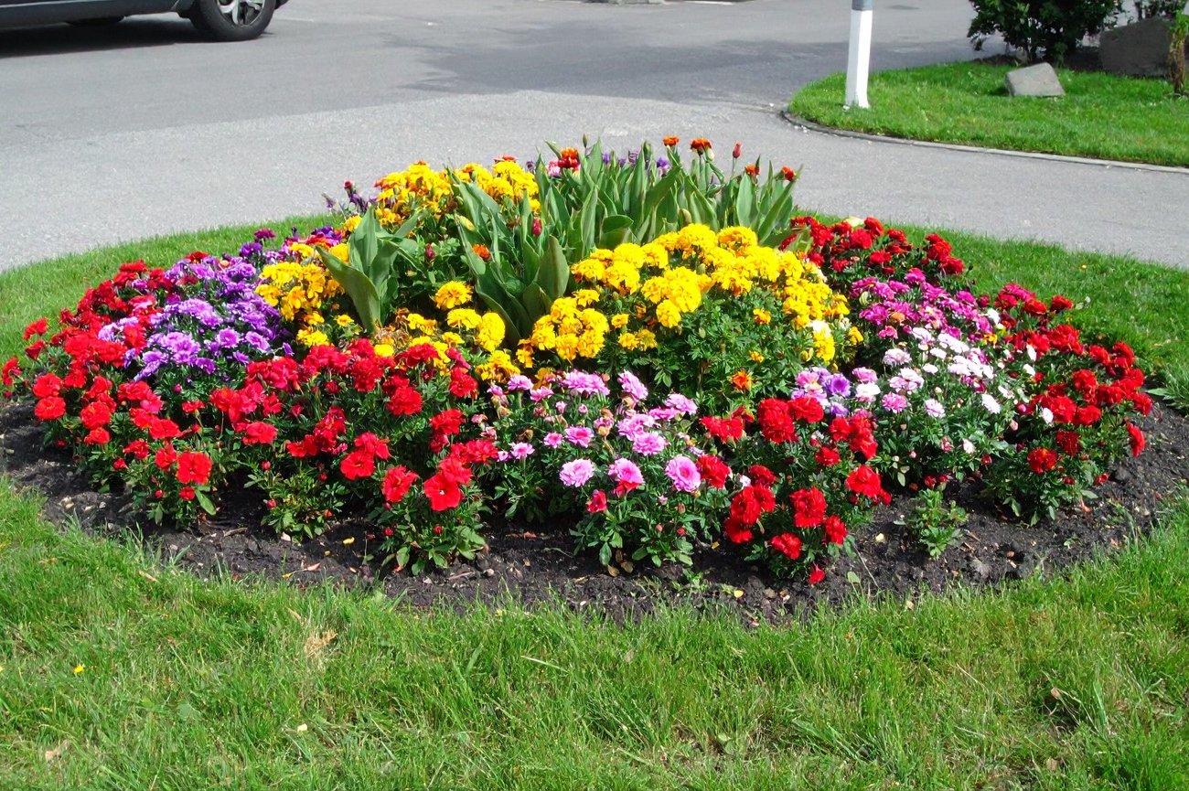 Соседи будут завидовать красоте вашего сада: какие цветы посеять на рассаду в марте