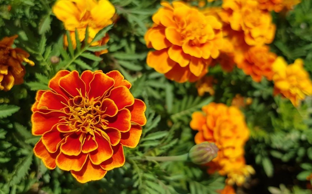 Клещи обходят участок стороной после того, как высадили эти растения: проверенные варианты растений