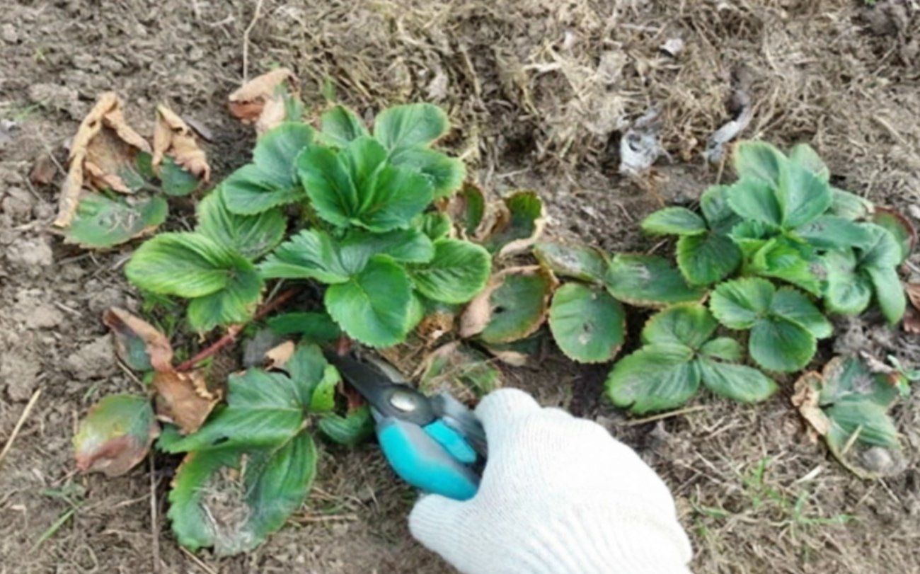 Что обязательно нужно сделать с клубникой в марте: простые действия, без которых богатого урожая летом не видать