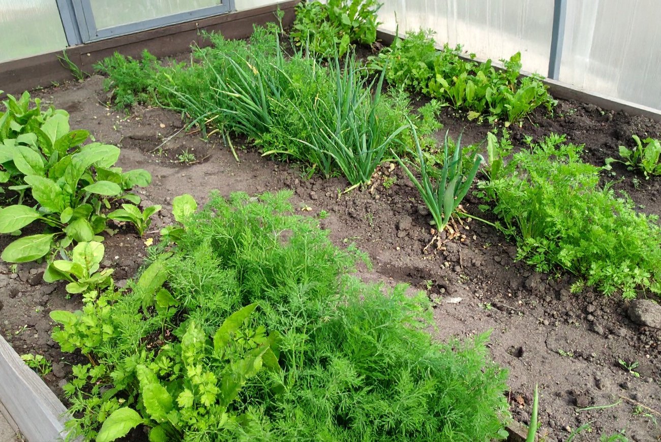 Соберете ранний урожай в теплице: какие культуры рекомендуется посеять в марте