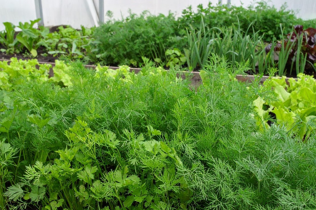 Себерете двойной урожай на той же площади: запомните, какие овощи защищают друг друга от вредителей