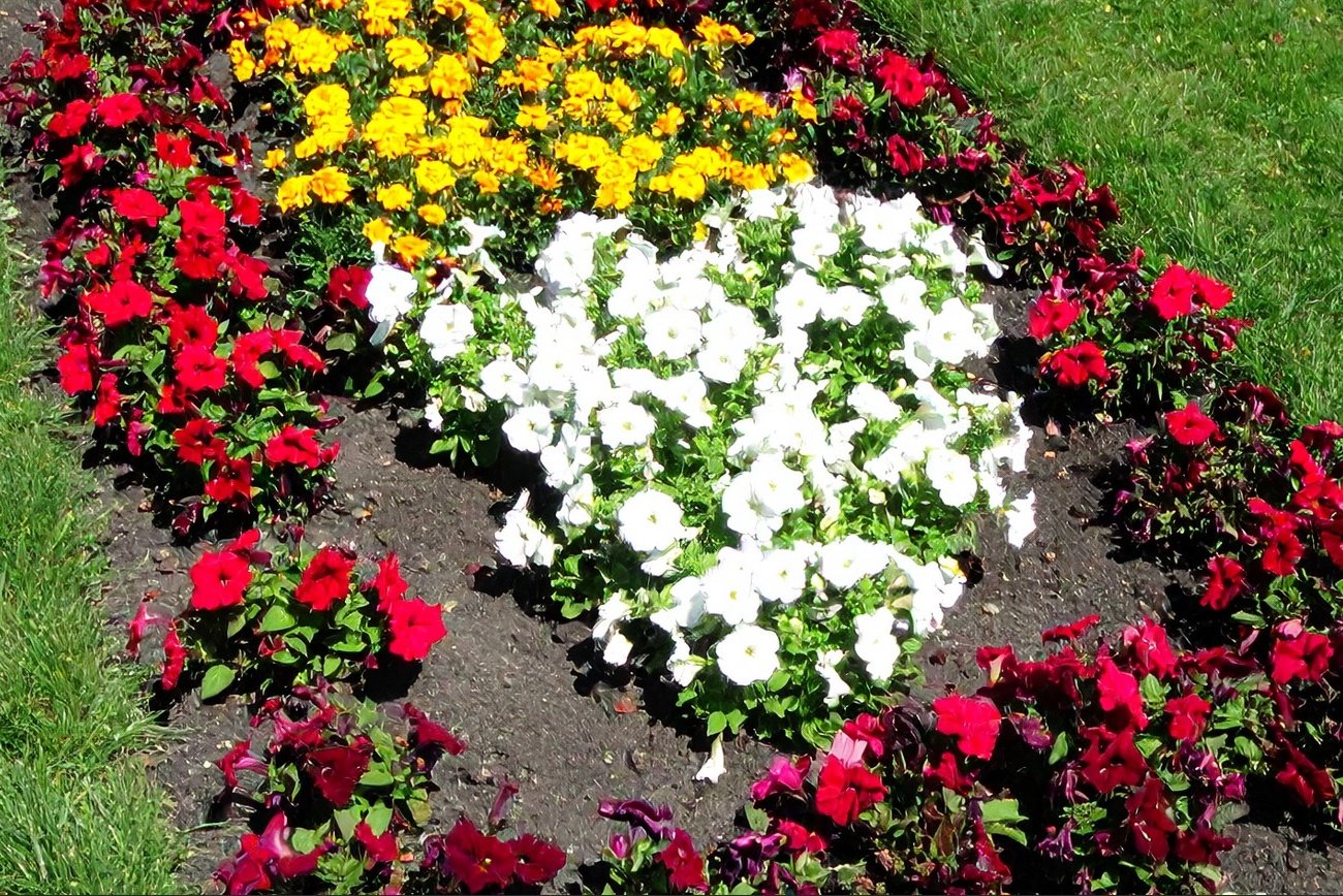 Какие цветы сеять на рассаду в марте: лучшие варианты для яркого летнего цветника