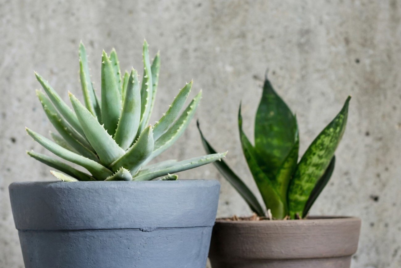 Эти комнатные растения по-настоящему целебны: Топ-5 с доказанными лечебными свойствами