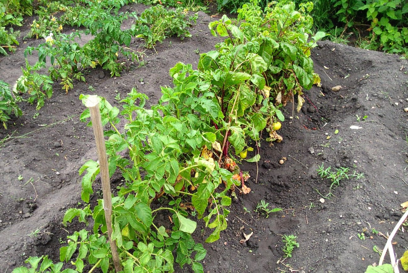 Урожай даст большие и здоровые плоды: какие удобрения рекомендуется вносить весной