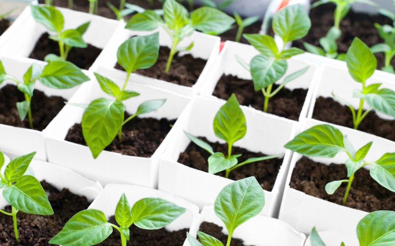 Как пикировать перец, чтобы рассада не болела и удивила урожаем: простые правила,