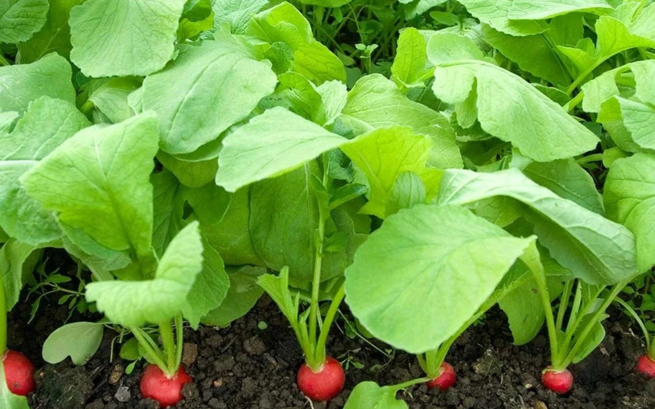 Агроном раскрыл три хитрости выращивания крупной, сочной редиски без горчинки: всем дачникам на заметку