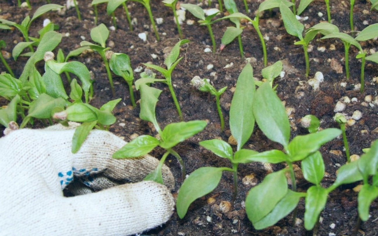 Как вырастить рассаду перца вдвое быстрее обычного: продвинутый способ, о котором знают только опытные огородники