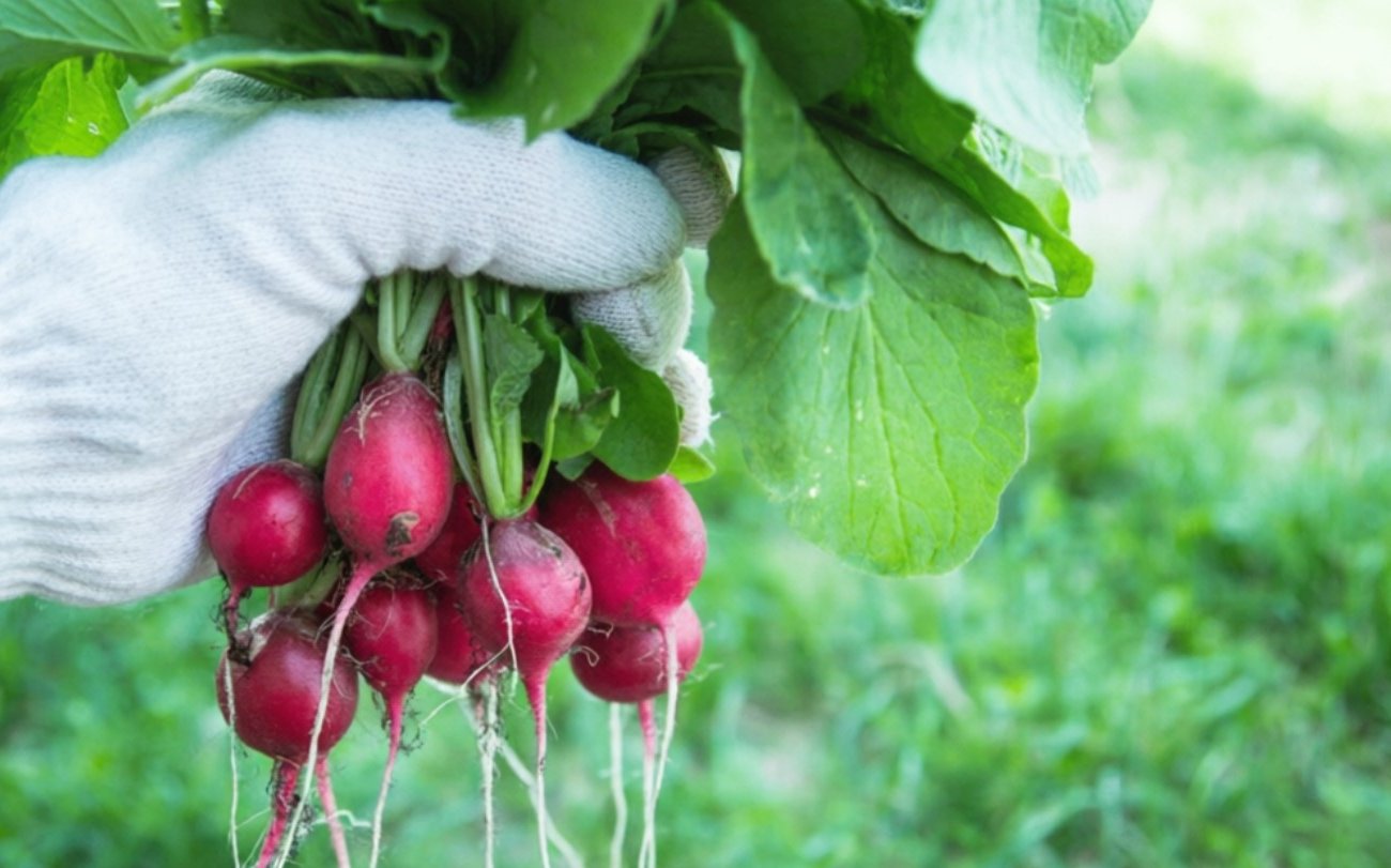 Что посадить по краям грядки в теплице, чтобы не мешало основным культурам: список для каждого дачника