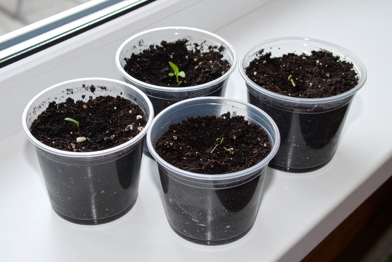 Как укрепить и заставить рассаду активно расти: запомните, чем полить всходы после появления петелек
