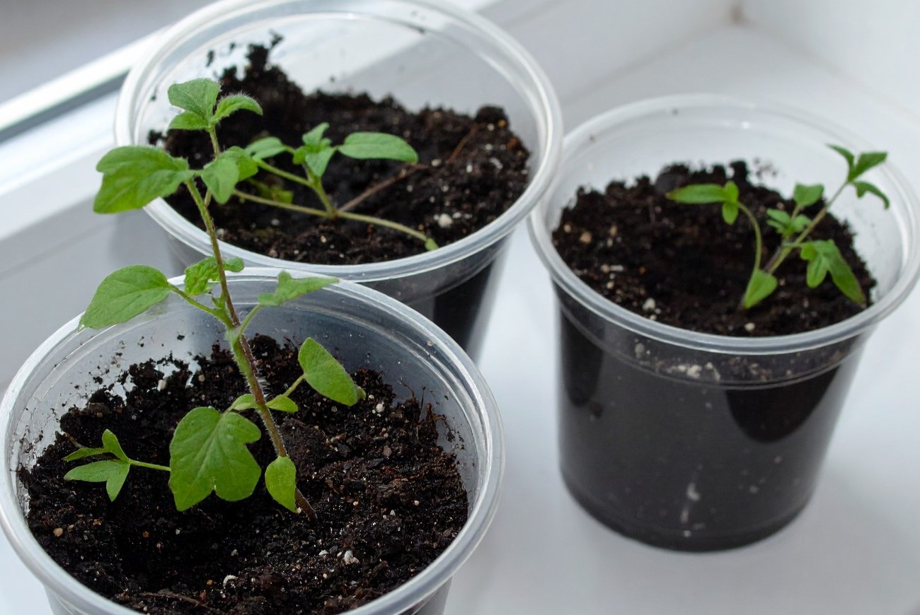 Как реанимировать рассаду перед высадкой: проверенные способы, которые помогут за 7 дней