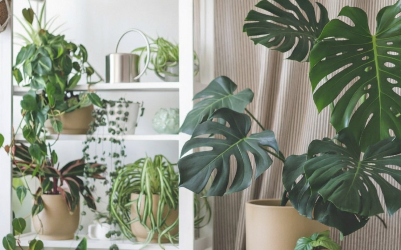 Почему нельзя протирать листья растений спиртом от тли: объяснение для каждого дачника