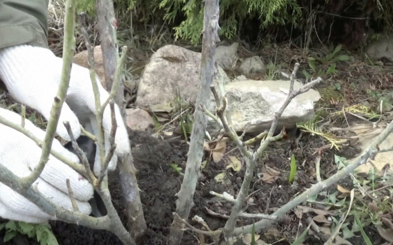 Какие растения обязательно просят обрезки в марте: запомните этот список, чтобы не пожалеть летом