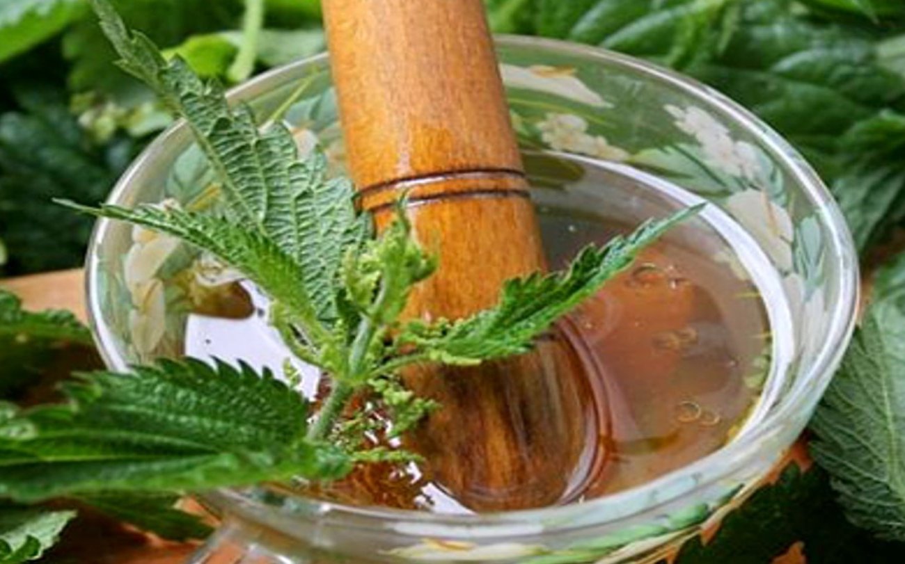 Как превратить сорную крапиву в сверхполезное удобрение: рецепт питательного настоя