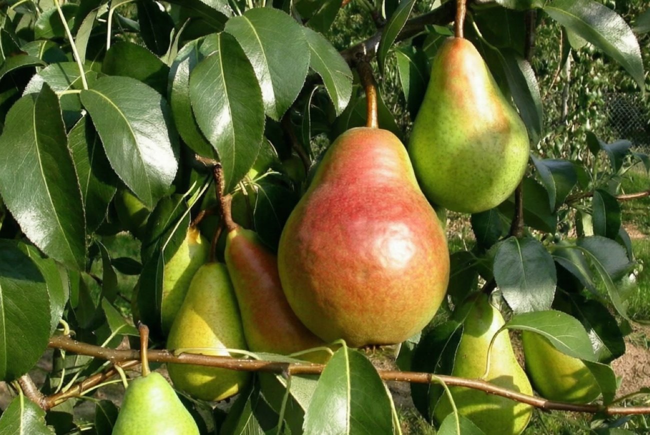 Груша даёт урожай вдвое больше после правильной обрезки: всем садоводам на заметку