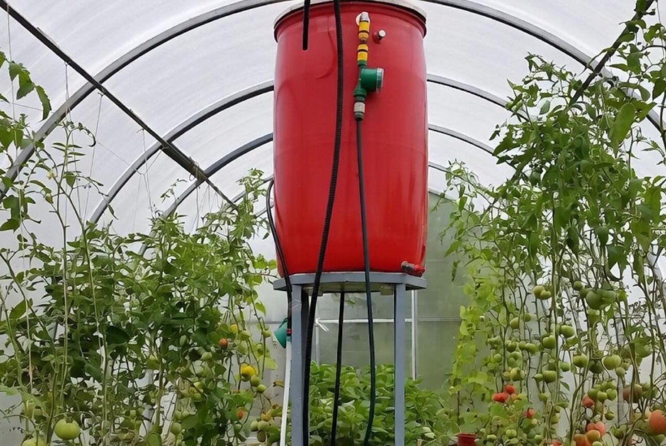 Почему опытные дачники всегда ставят бочку с водой в теплицу: дело не только в поливе