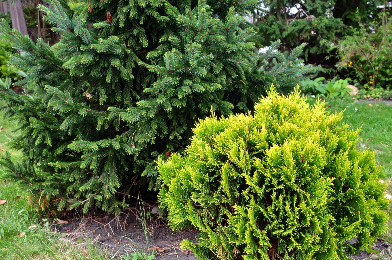 Посадил один раз — любуешься 100 лет: самшит, пихта и ель для ленивых садоводов