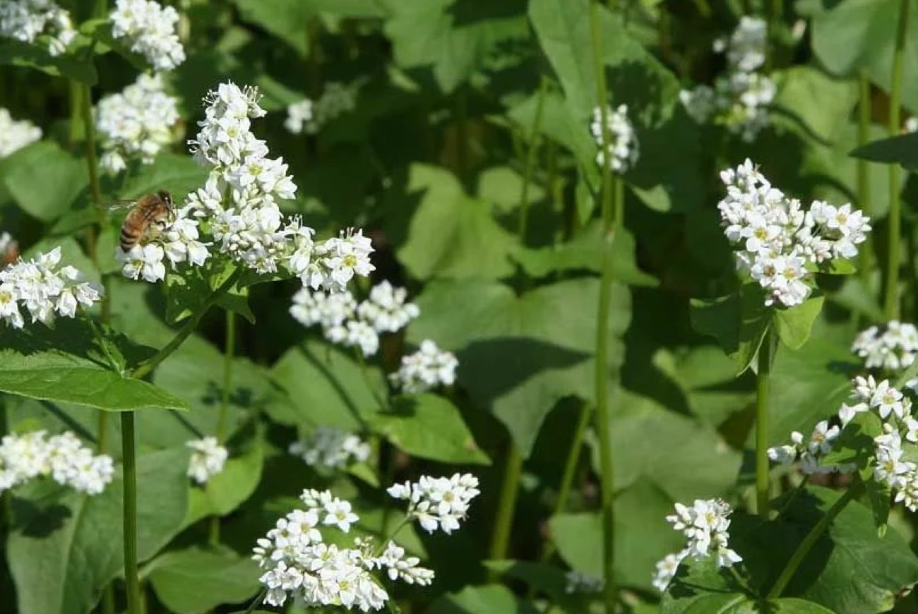 Зачем опытные дачники сажают гречиху каждую весну: простая культура с удивительным эффектом