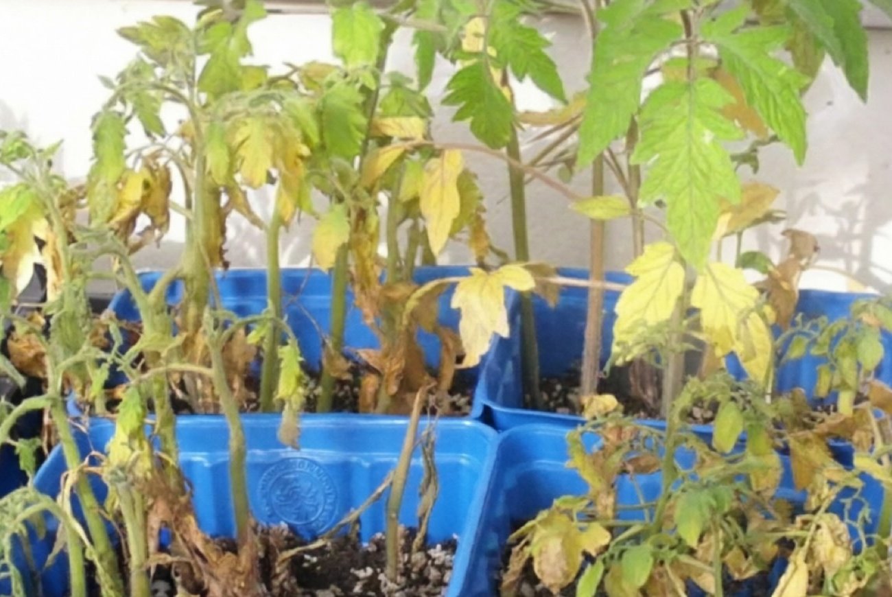 Рассада вянет без видимых причин: огородники назвали пять возможных причин