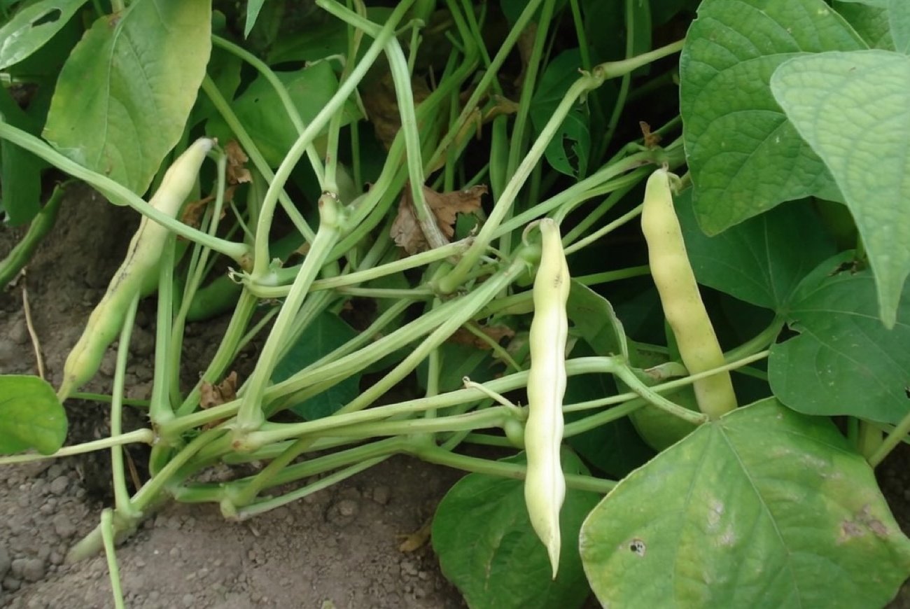 Что посадить после фасоли, чтобы земля даша хороший урожай: простой секрет плодородия