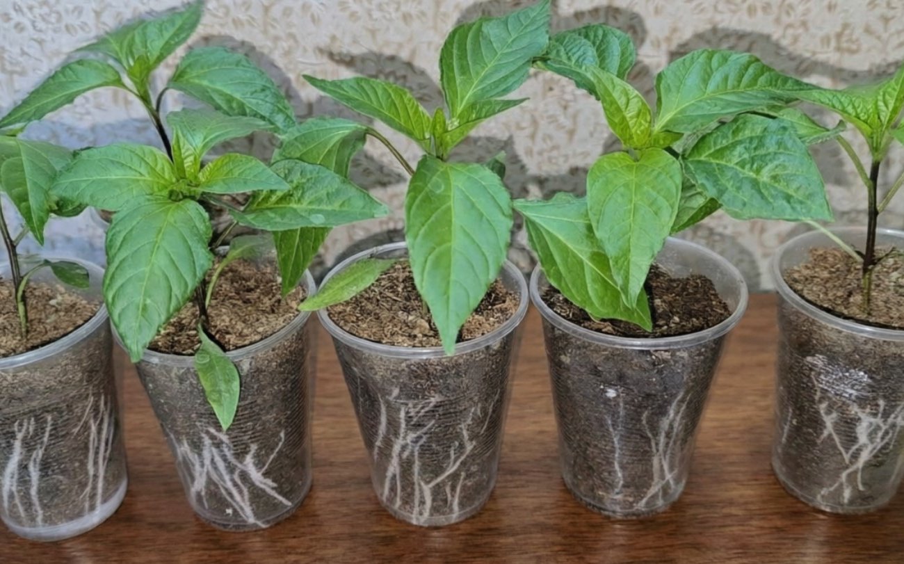 Как закалить рассаду перцев перед высадкой: простая процедура, которую часто пропускают дачники