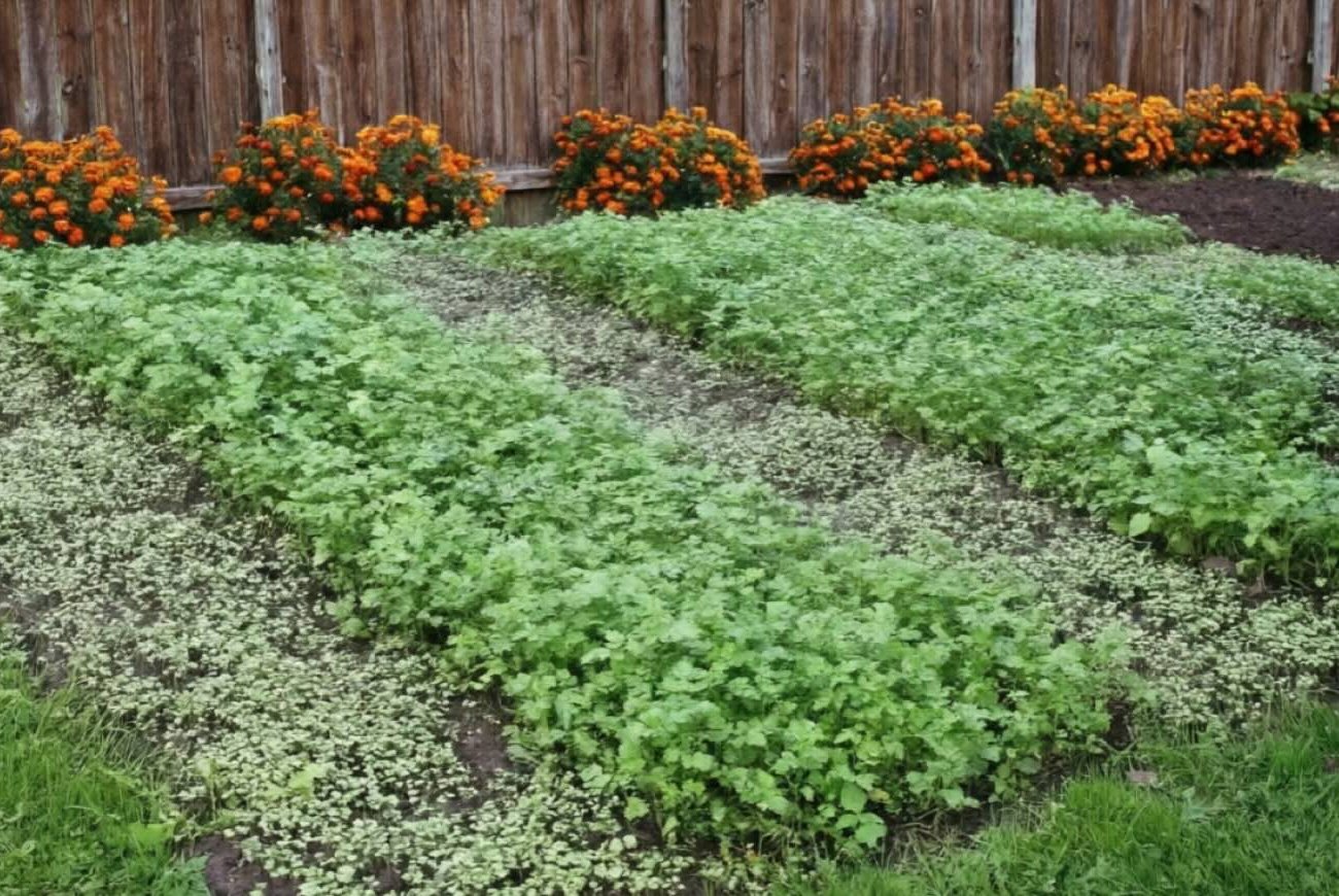 Какие сидераты посеять в марте, чтобы земля ожила: дачники со стажем делают так каждую весну