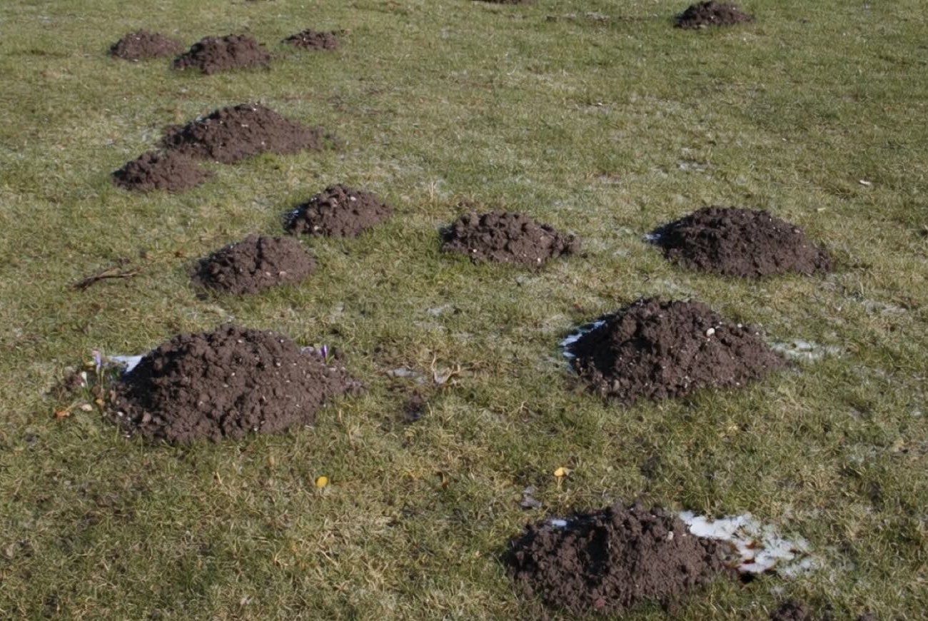 Как избавиться от кротов без ловушек и химии: гуманный способ