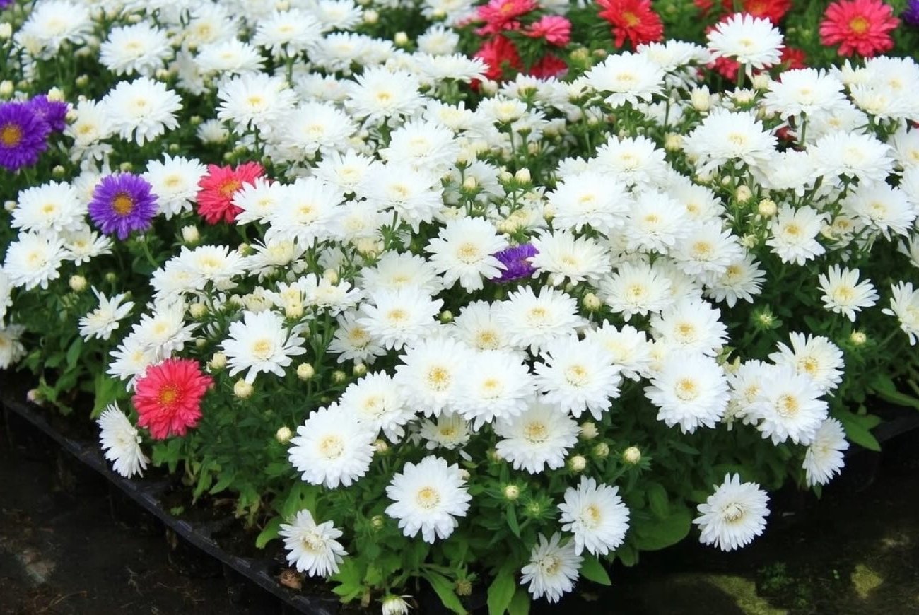 Когда высаживать астры в открытый грунт, чтобы цвели до самых заморозков: опытные цветоводы делают так каждый год