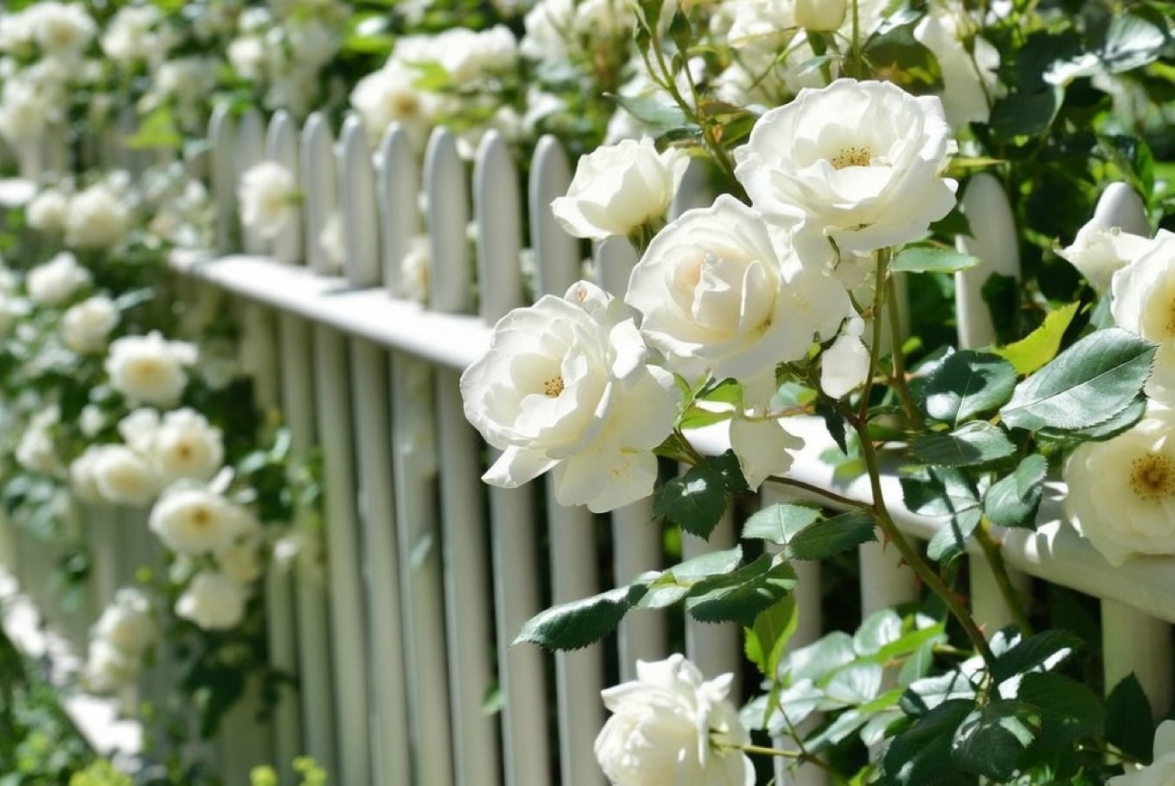 Розы взрываются бутонами каждое лето после этих весенних подкормок: попробуйте сами