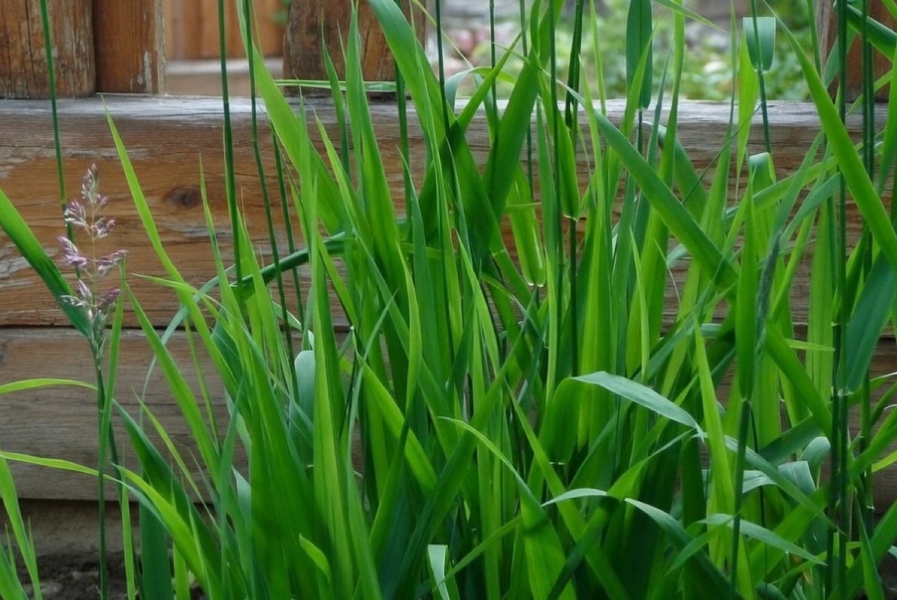 Опытные дачники давно знают уязвимое место пырея: от сорняка не останется и следа