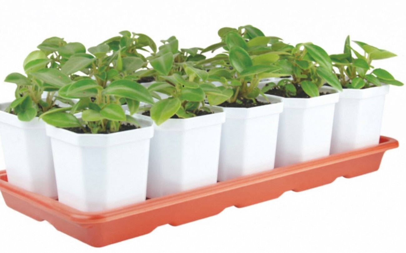 Почему падает рассада и кто в этом виноват: простой ответ, который сэкономит нервы и деньги