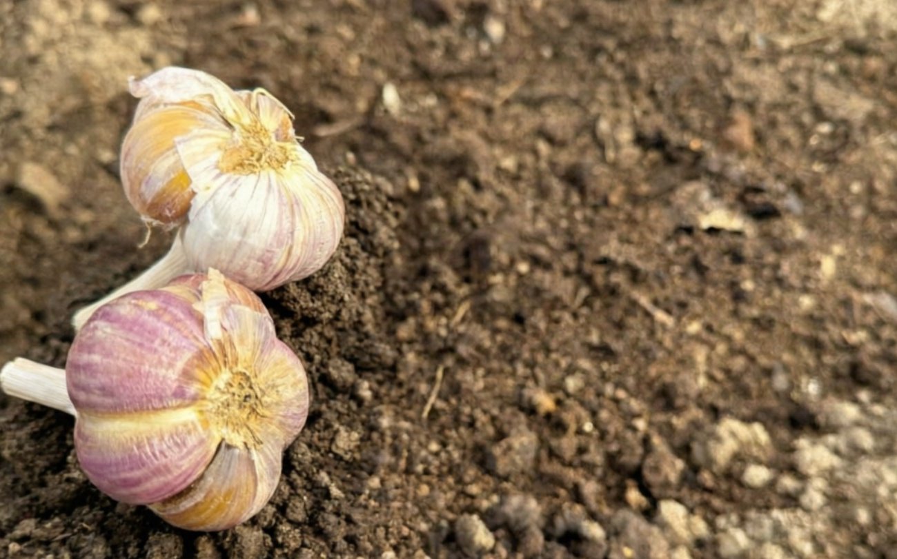 Почему желтеет озимый чеснок и чем полить, чтобы он позеленел за 2 дня: простое решение частой проблемы