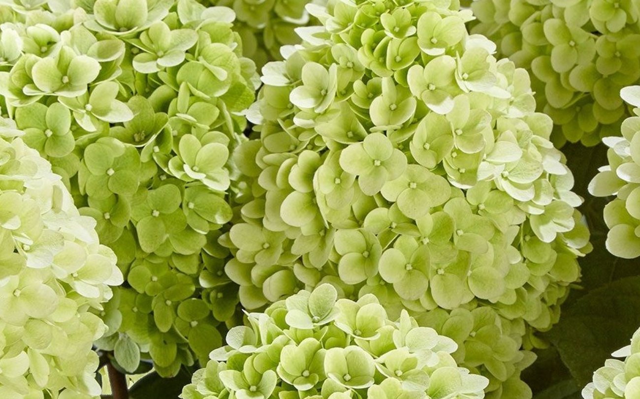 Как правильно обрезать метельчатую гортензию весной и не загубить куст: правила для пышного цветения