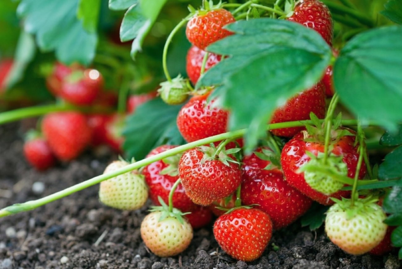 Клубника будет крупной и сладкой, а сорняки исчезнут: способ с опилками и золой